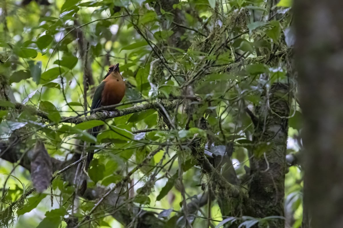 Rufous Motmot - ML624166921