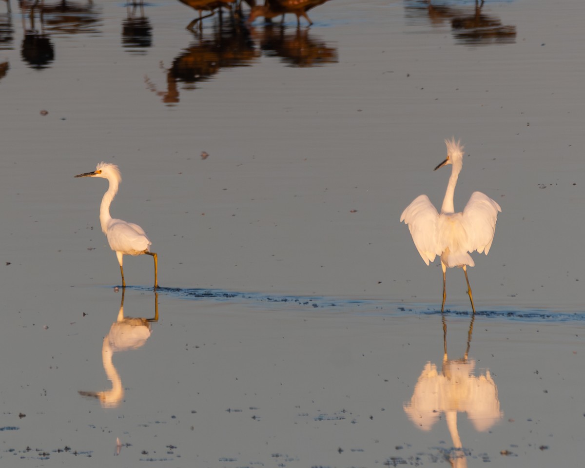 Snowy Egret - Julian Johnson