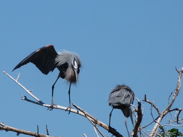 Great Blue Heron - Doug Kibbe