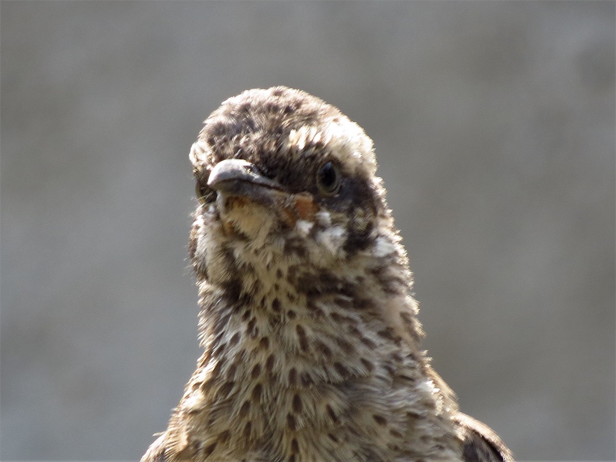 Long-tailed Mockingbird - ML624166929