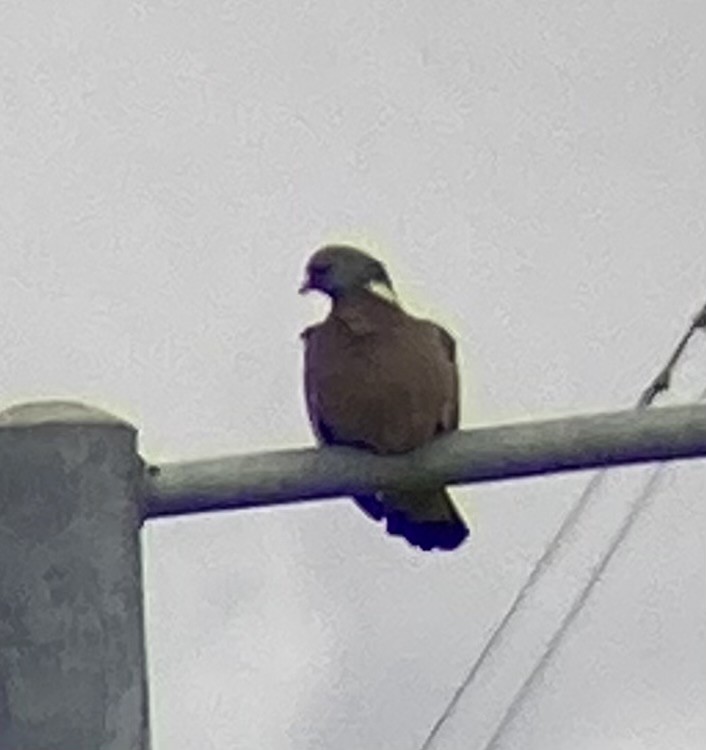 Common Wood-Pigeon - ML624166940