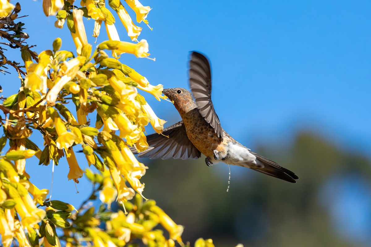 Colibri géant - ML624166963