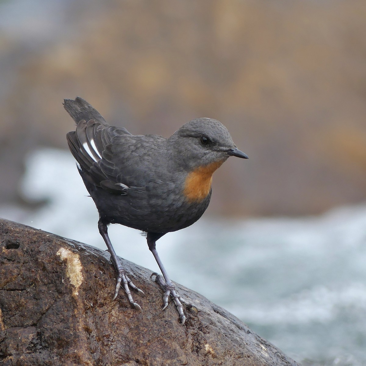 Rufous-throated Dipper - ML624166969