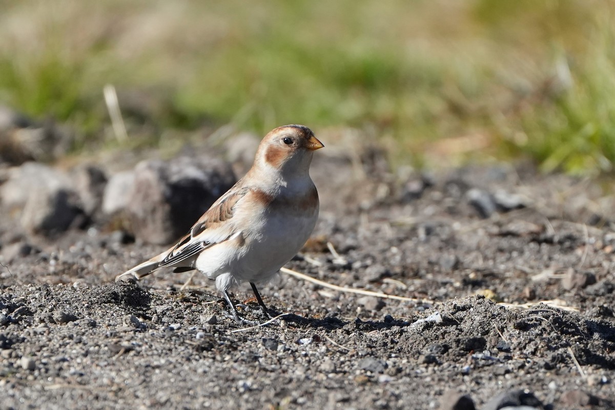 Snow Bunting - Enzo Mardones