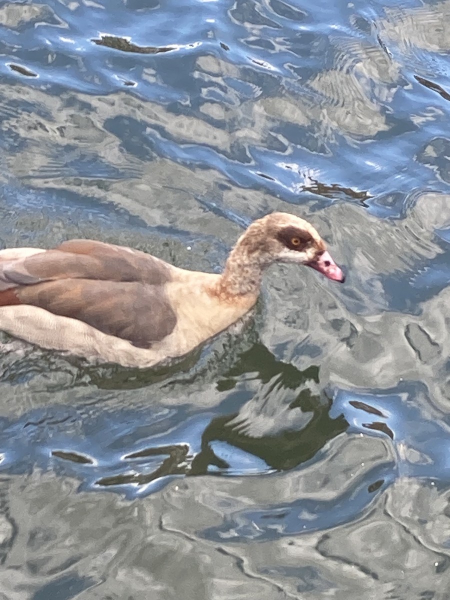 Egyptian Goose - ML624167015