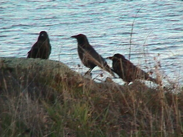 American Crow - ML624167042