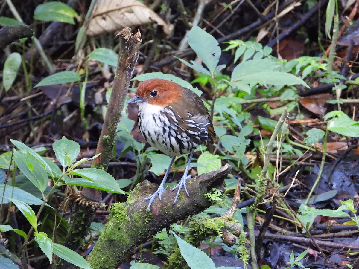 Chestnut-crowned Antpitta - ML624167043