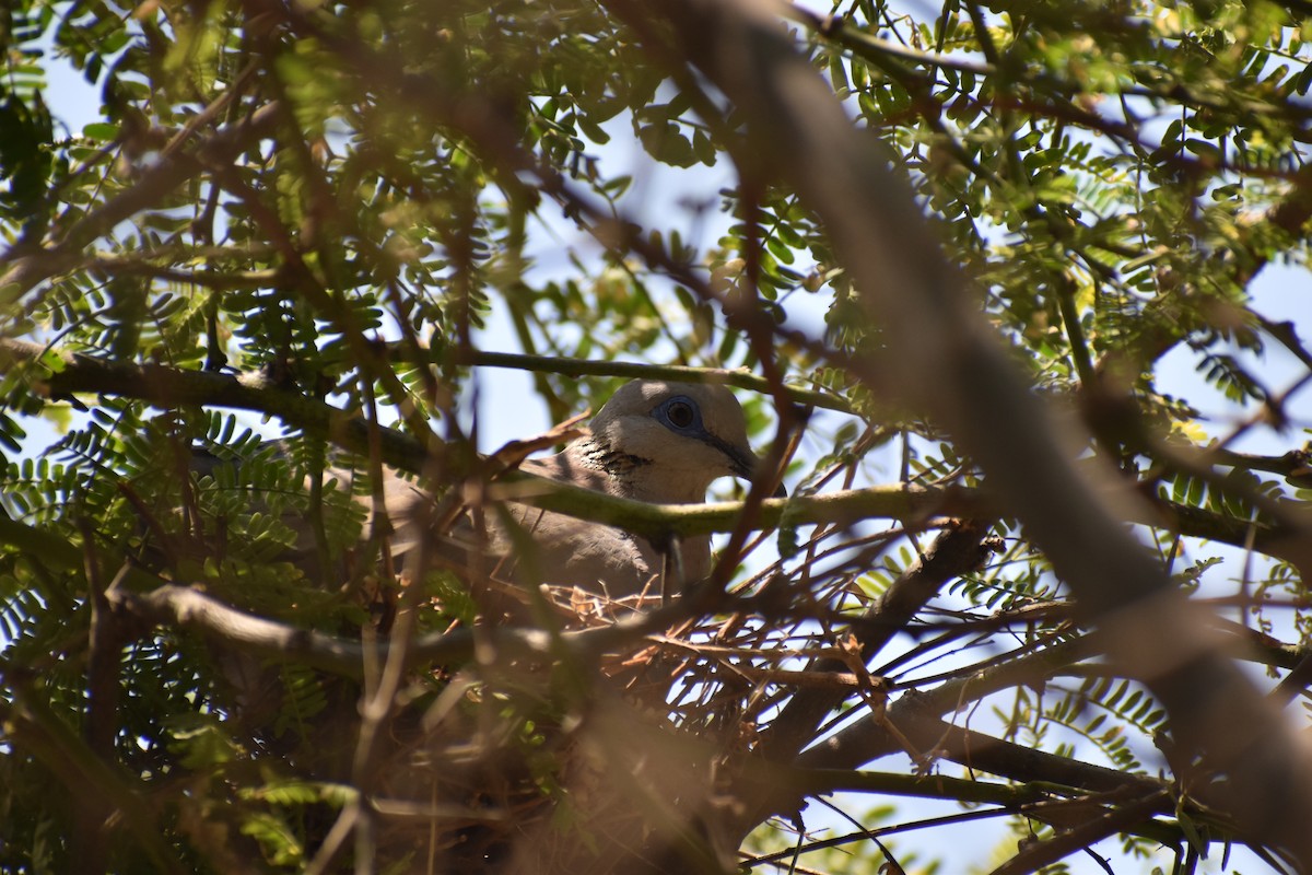 West Peruvian Dove - ML624167045