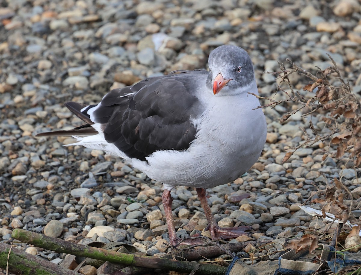 Dolphin Gull - ML624167062