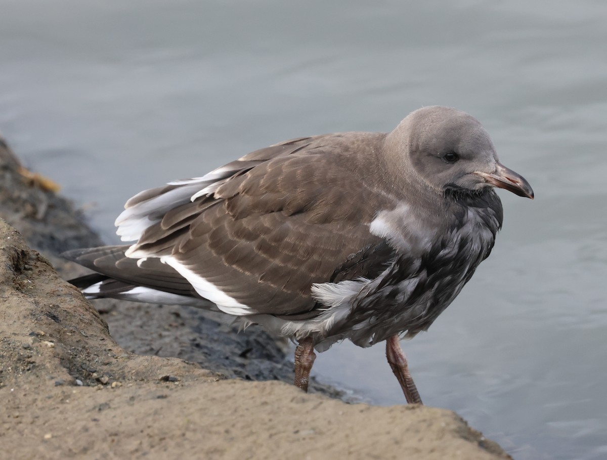 Dolphin Gull - ML624167064