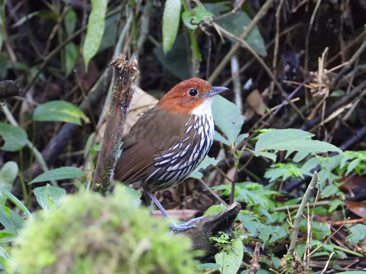 Chestnut-crowned Antpitta - ML624167065