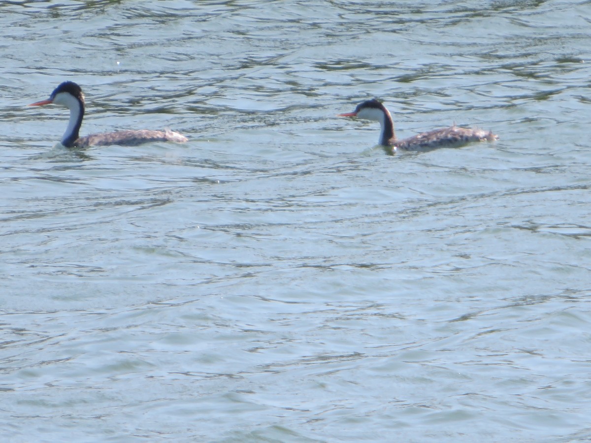 Western Grebe - ML624167066