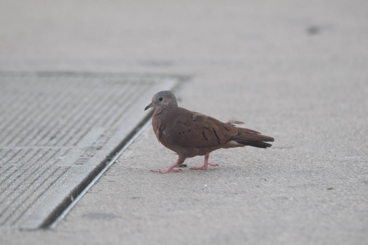 Ruddy Ground Dove - ML624167070