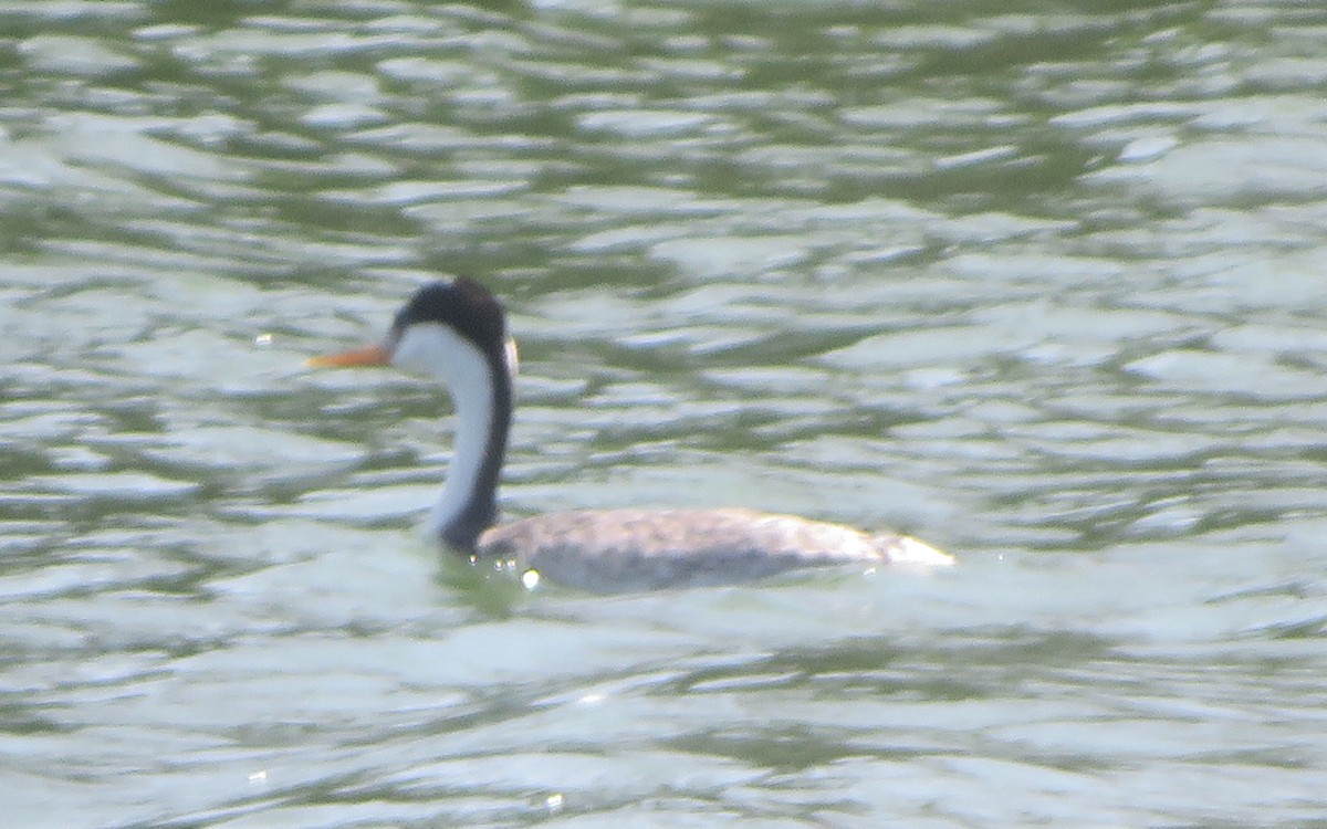 Western Grebe - ML624167071