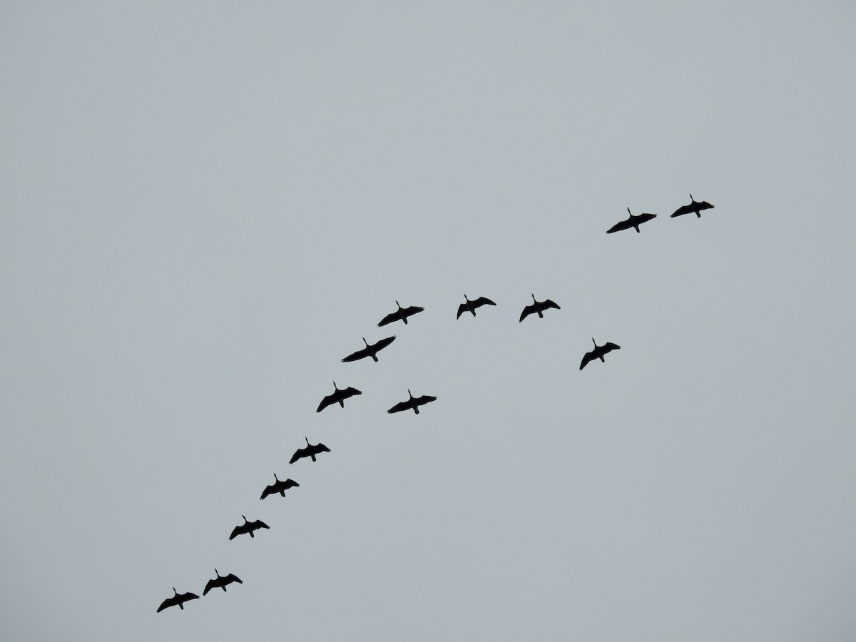 Greater White-fronted Goose - ML624167073