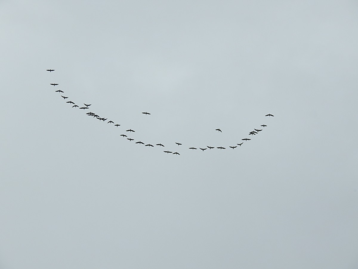 Greater White-fronted Goose - ML624167074