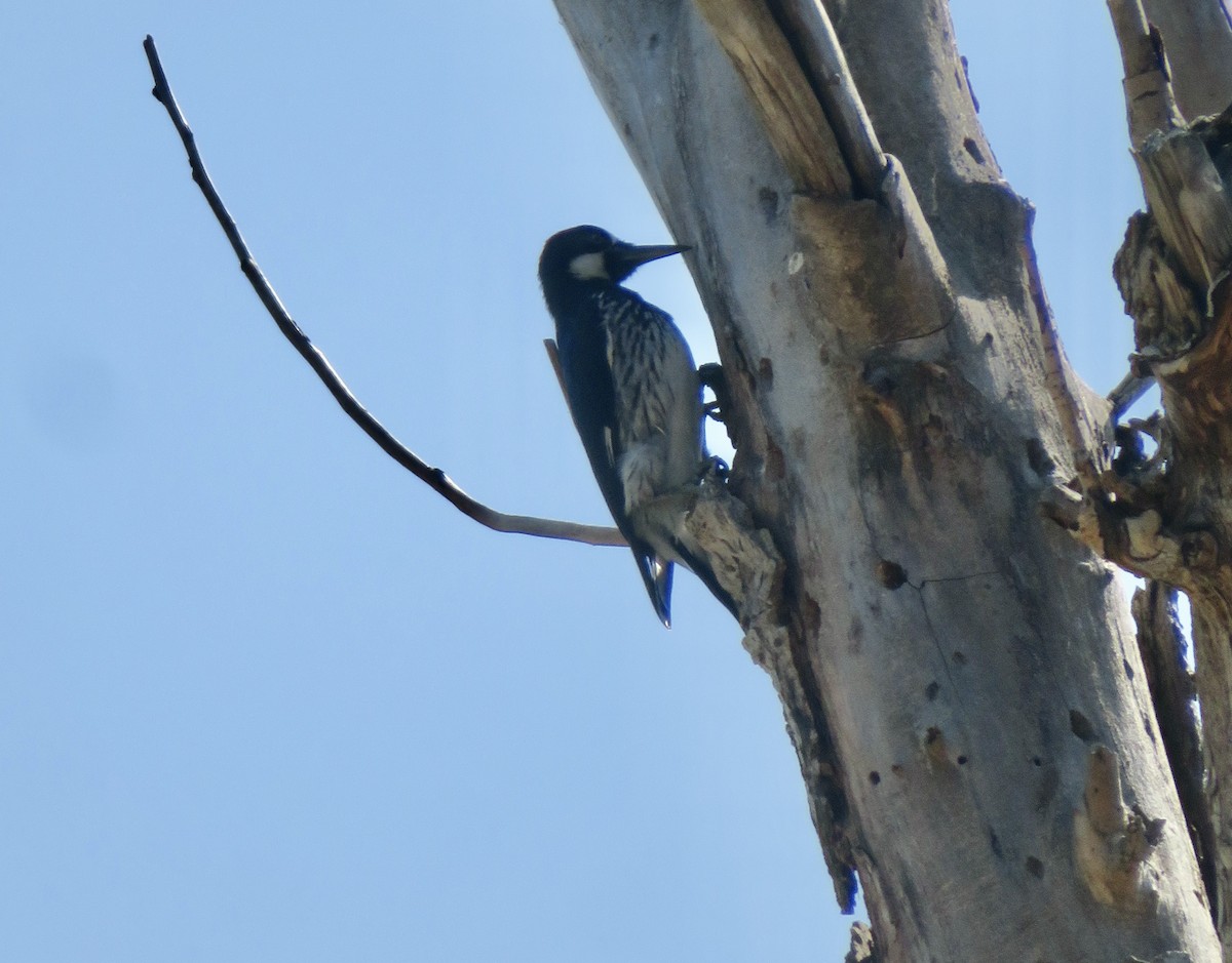 Acorn Woodpecker - ML624167087