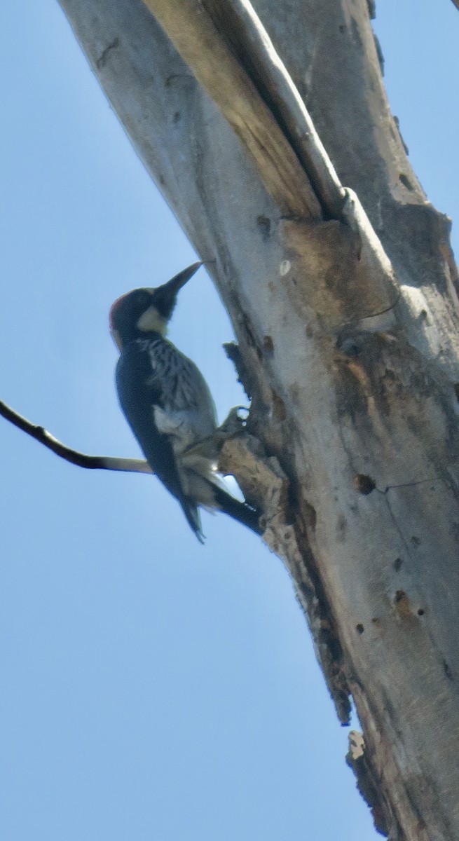 Acorn Woodpecker - ML624167088