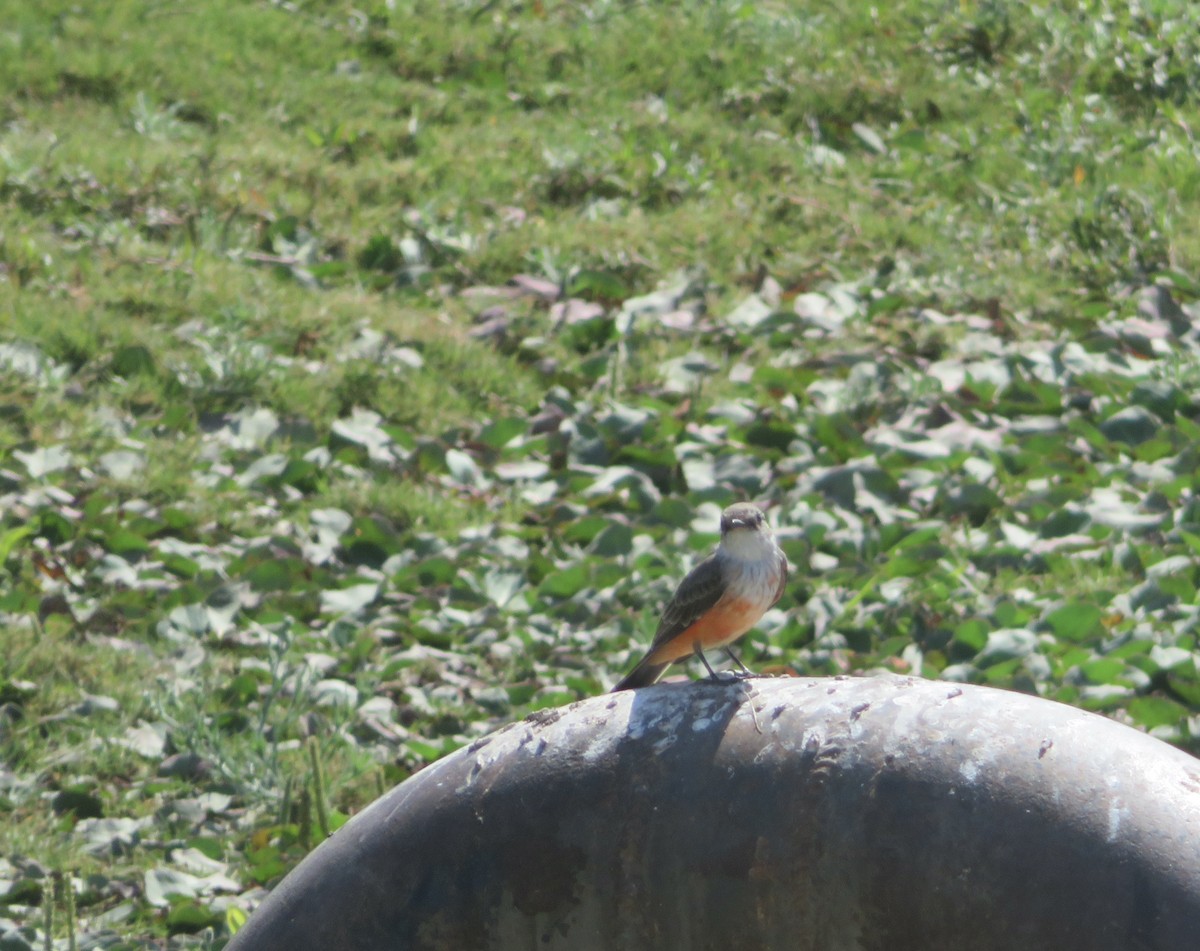 Vermilion Flycatcher - ML624167094