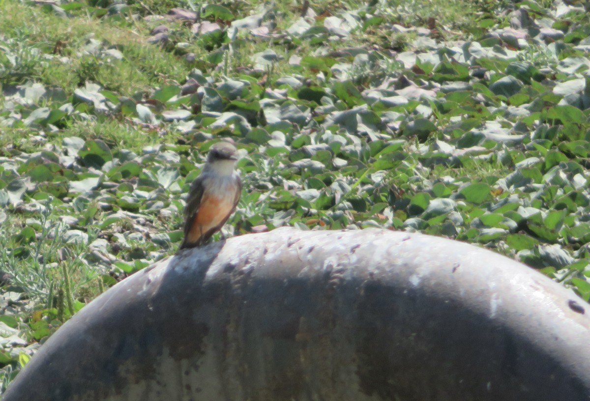 Vermilion Flycatcher - ML624167095