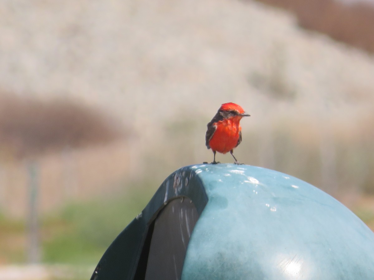 Vermilion Flycatcher - ML624167096