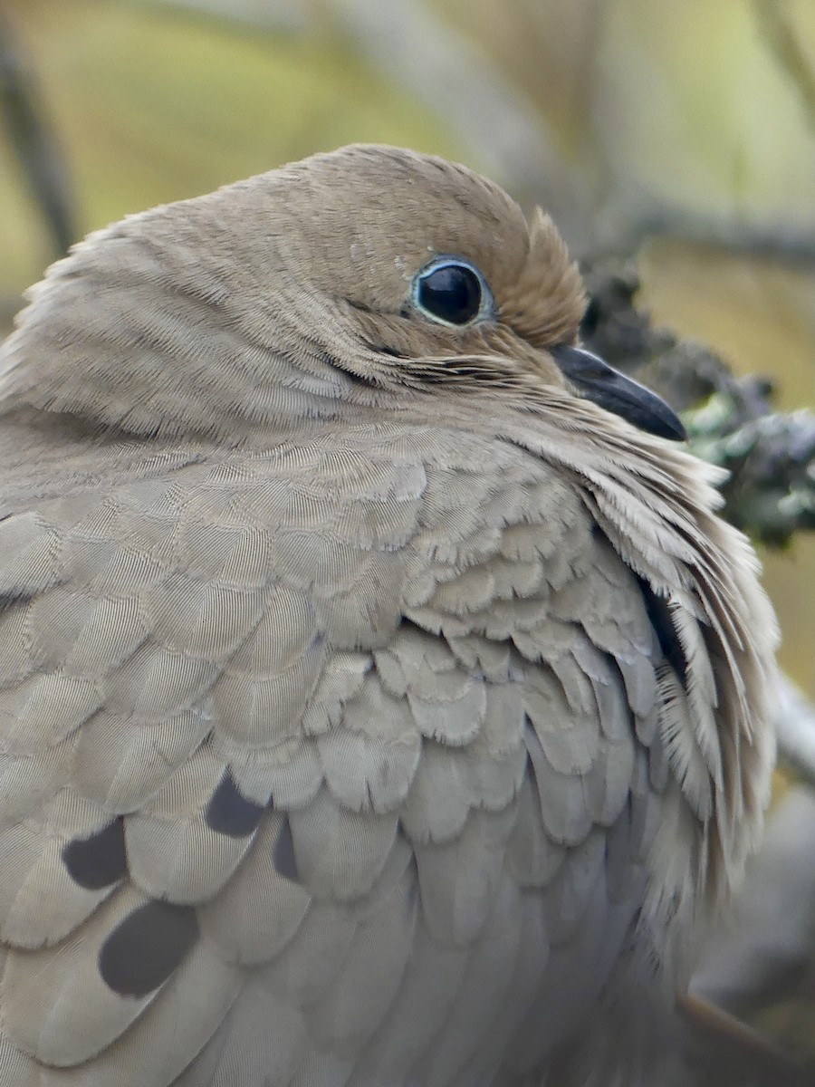 Mourning Dove - Mary McCafferty