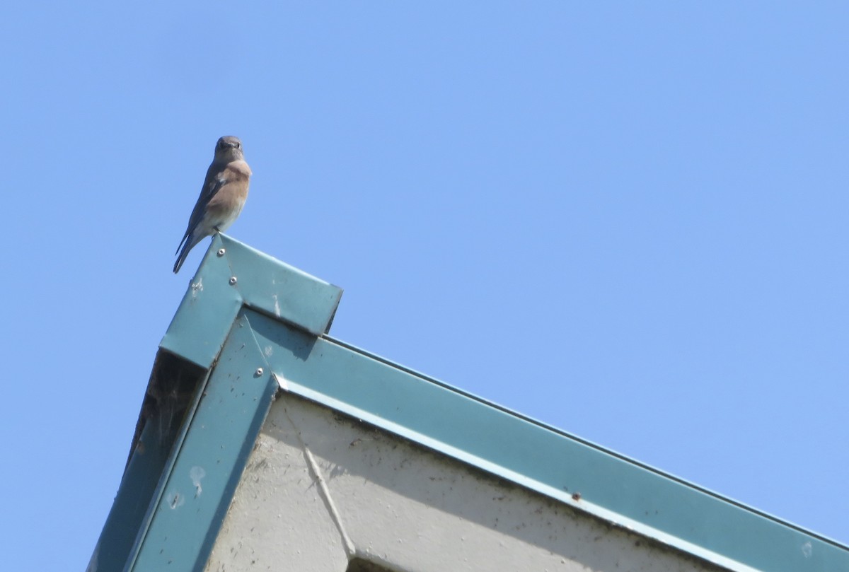 Western Bluebird - ML624167099