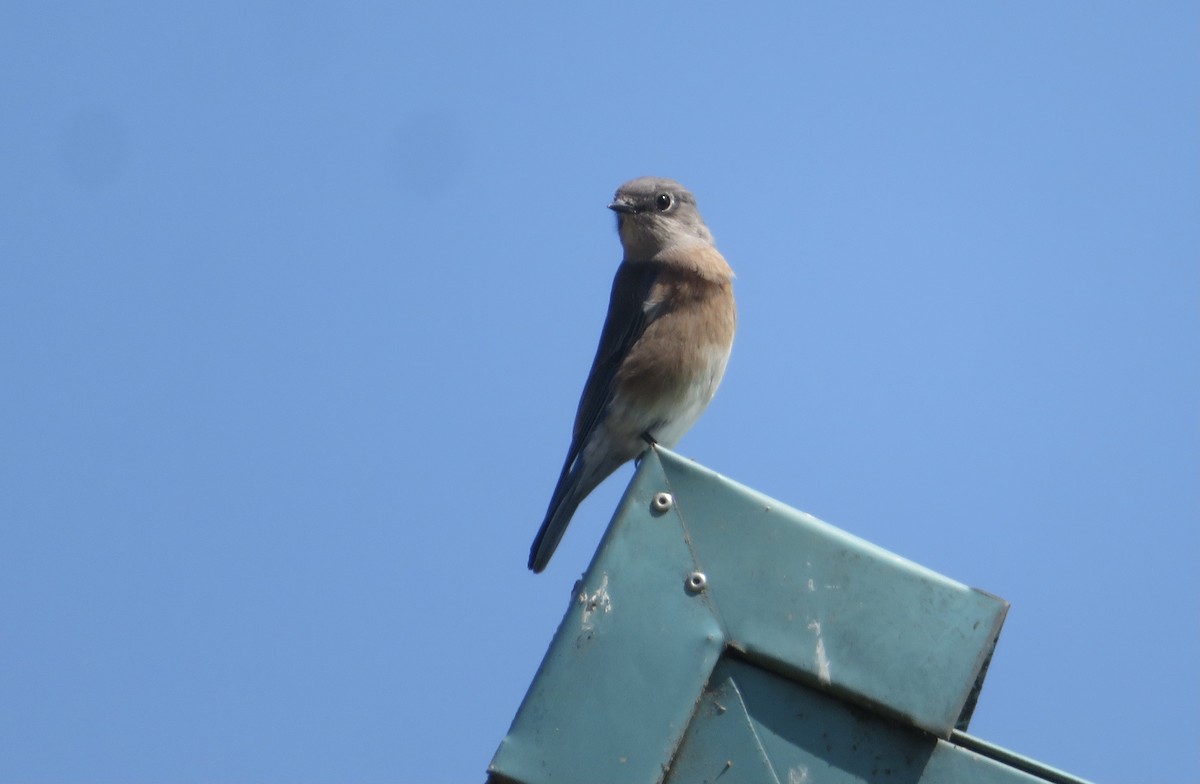 Western Bluebird - ML624167100