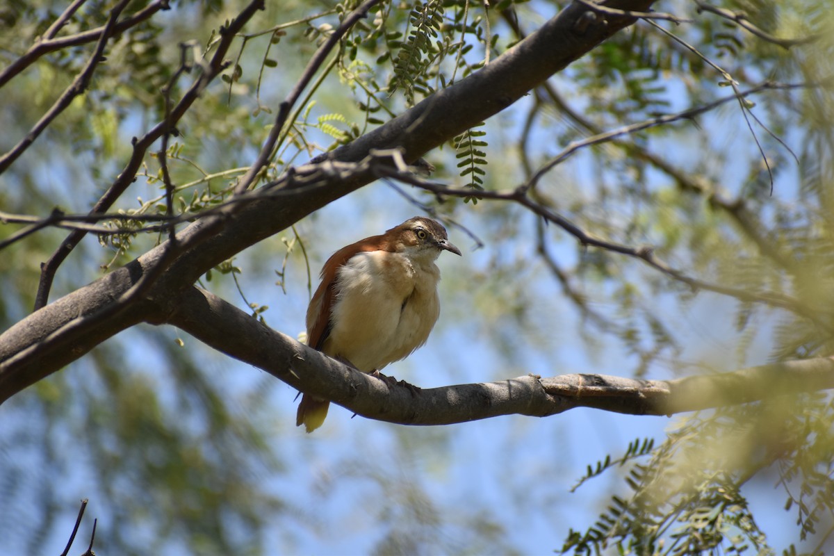 Pacific Hornero - ML624167104