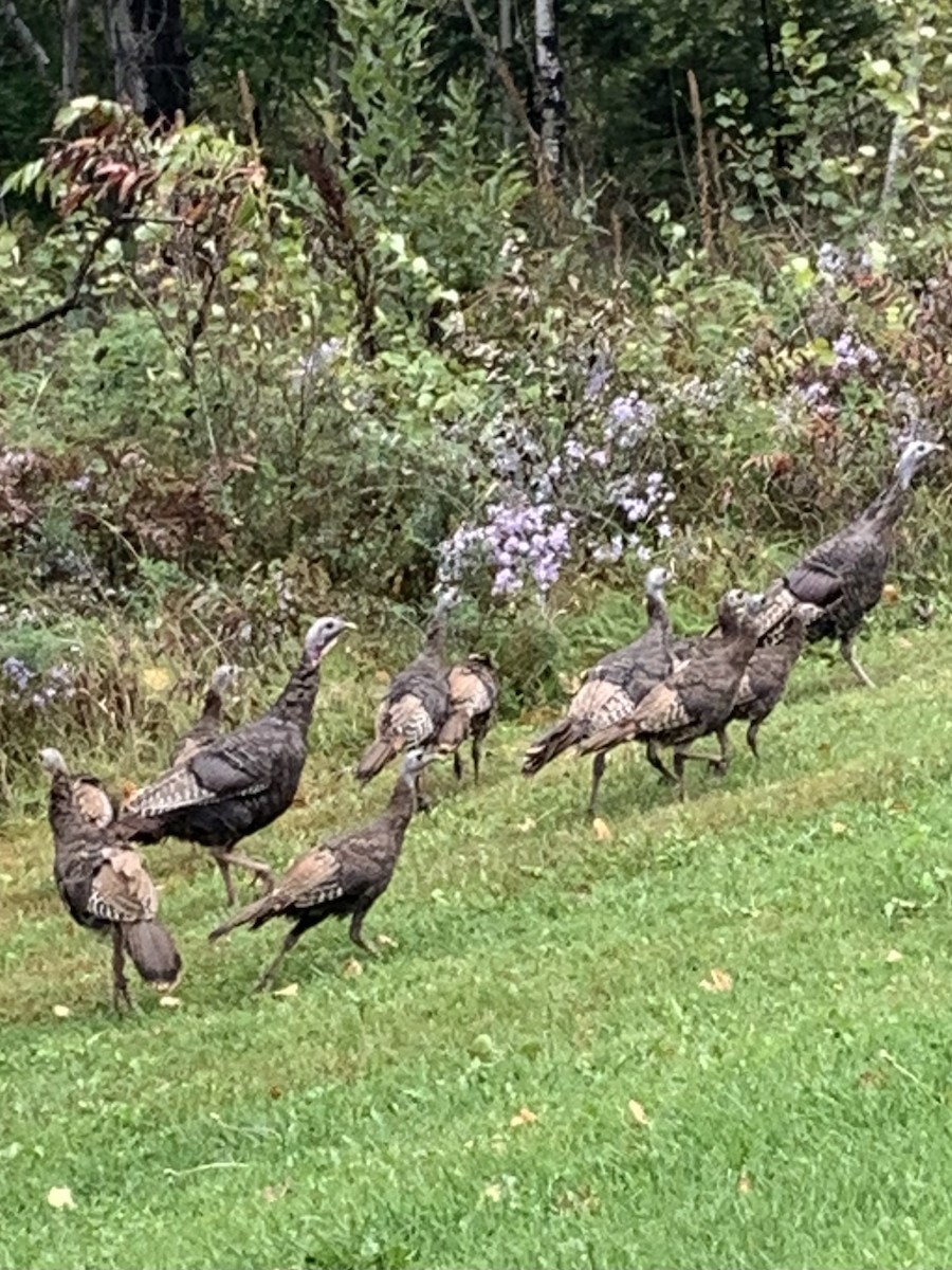 Wild Turkey - ML624167111