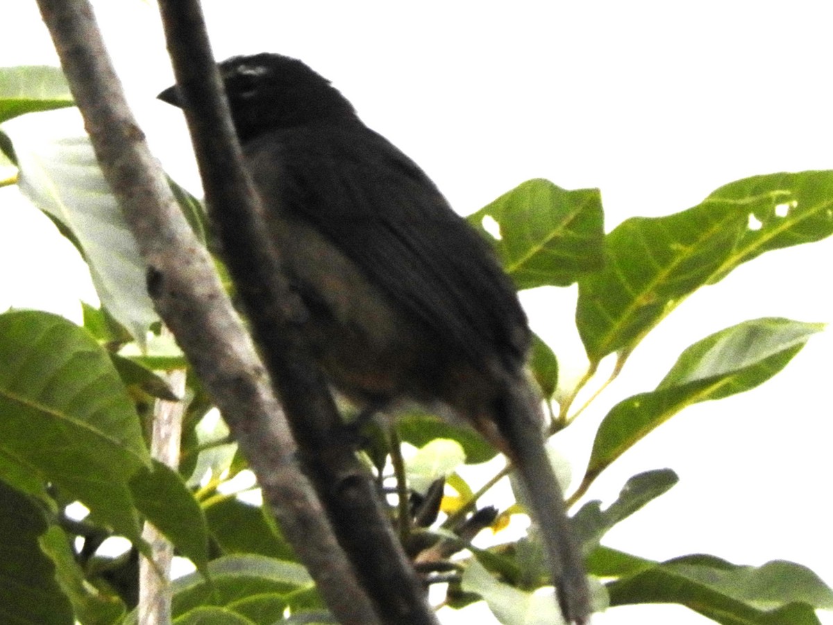 Cinnamon-bellied Saltator - ML624167133