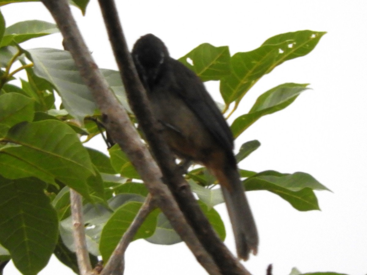 Cinnamon-bellied Saltator - ML624167134