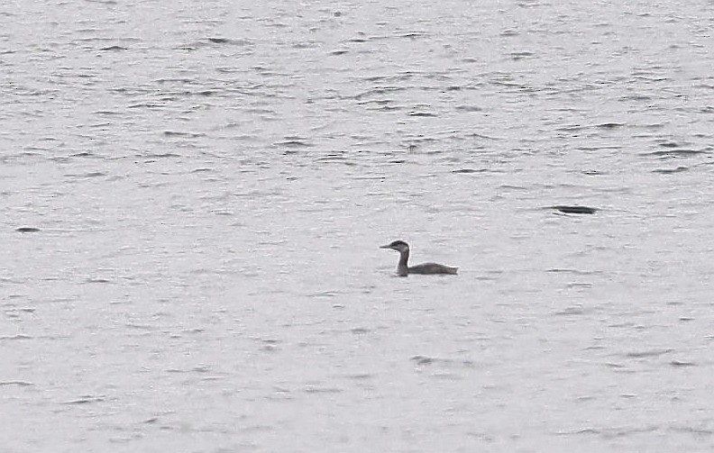 Red-necked Grebe - Charles Fitzpatrick