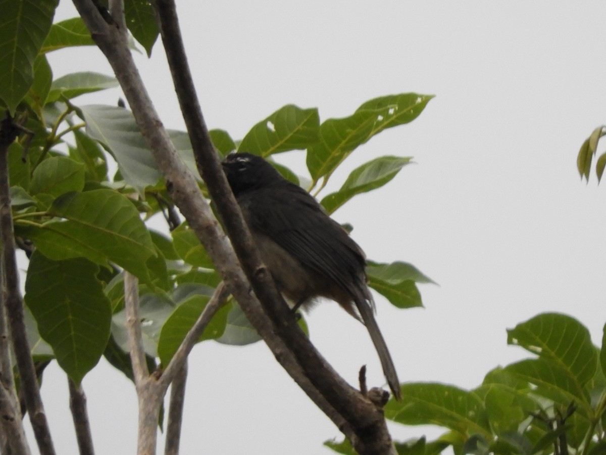 Cinnamon-bellied Saltator - Maria Corriols