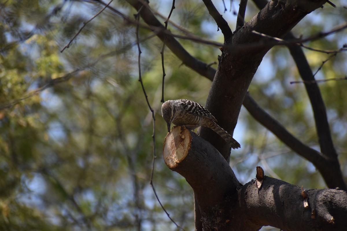 Fasciated Wren - ML624167145