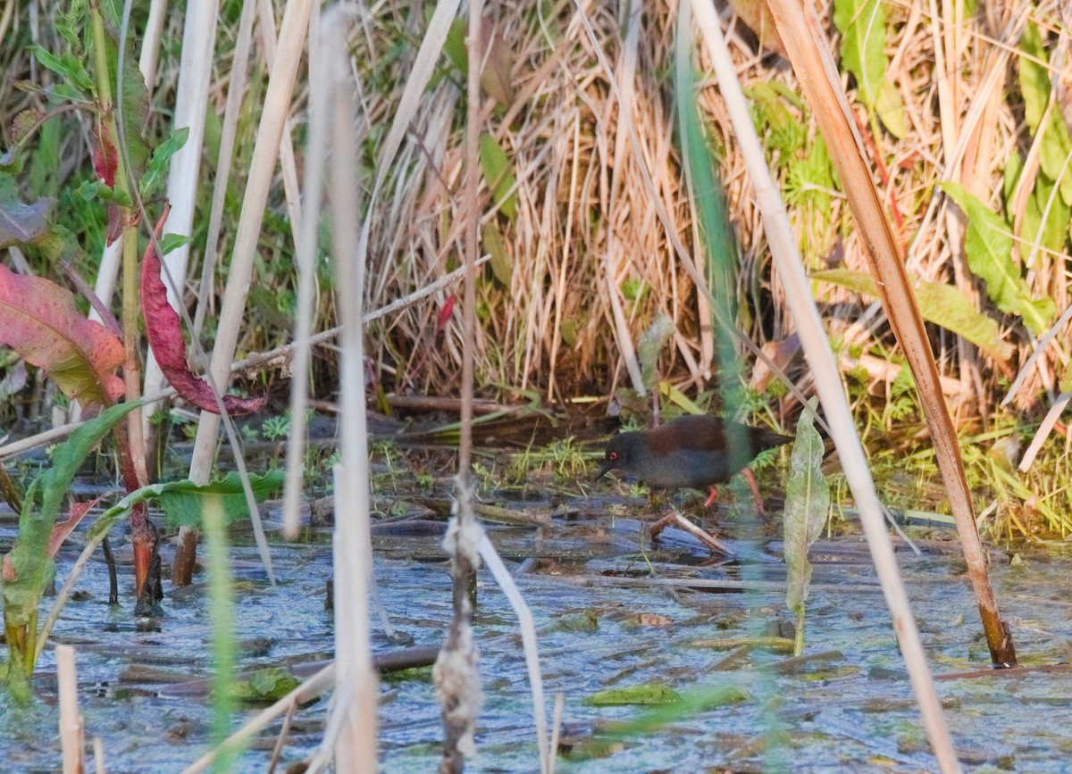 Spotless Crake - ML624167148