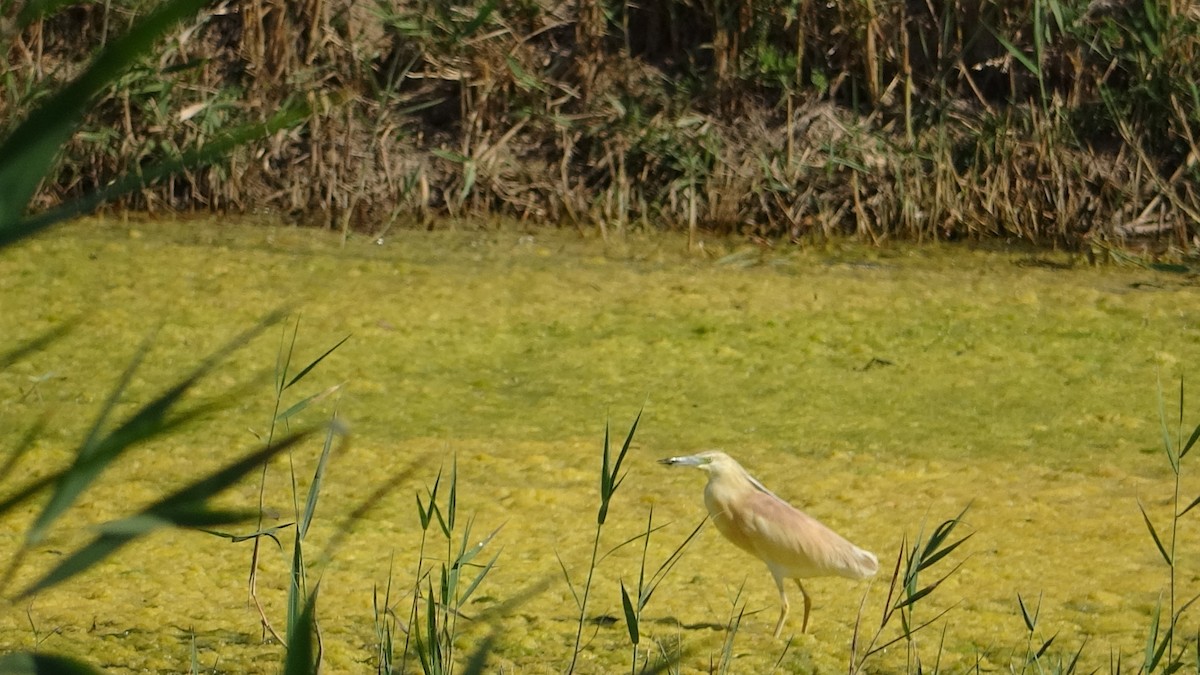 Squacco Heron - ML624167182