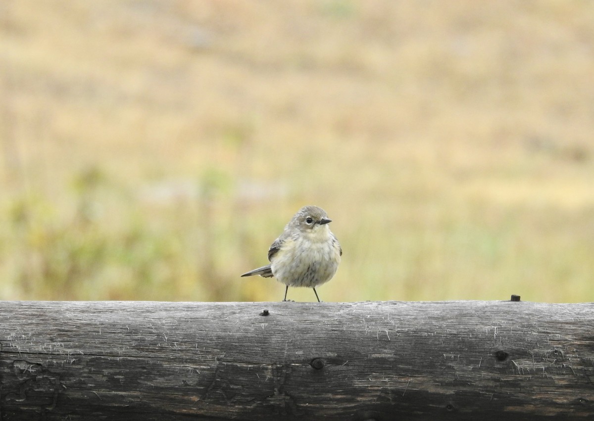 Yellow-rumped Warbler (Audubon's) - ML624167212