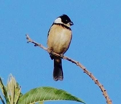 Cinnamon-rumped Seedeater - Guadalupe Esquivel Uribe