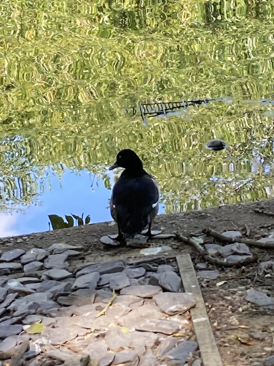 Tufted Duck - ML624167235