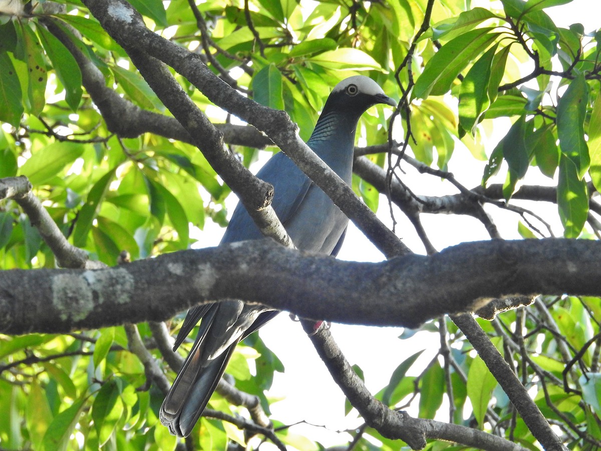 White-crowned Pigeon - ML624167261