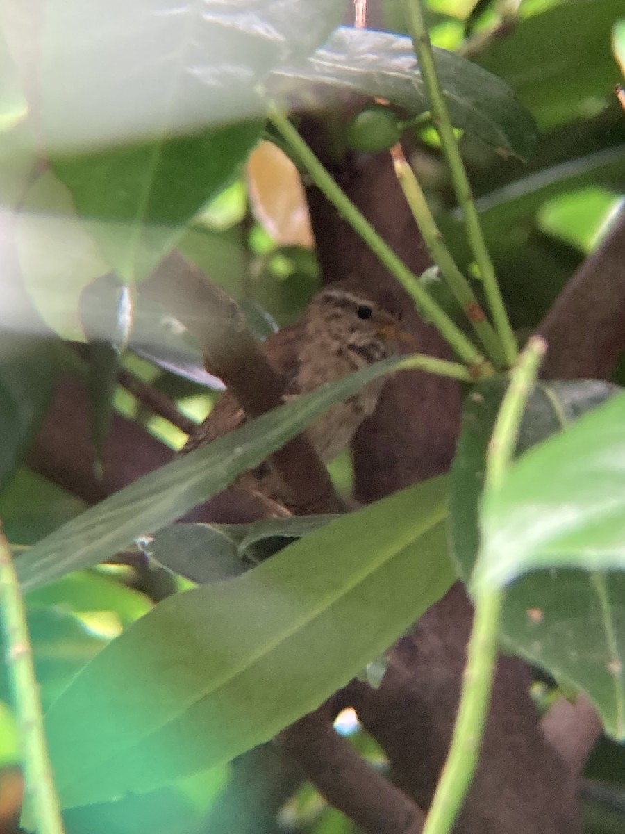 Eurasian Wren - ML624167265