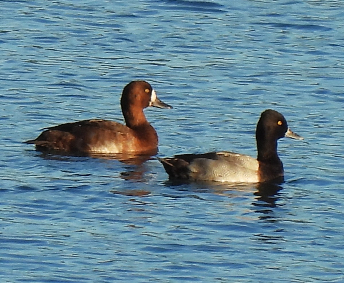 Lesser Scaup - ML624167272