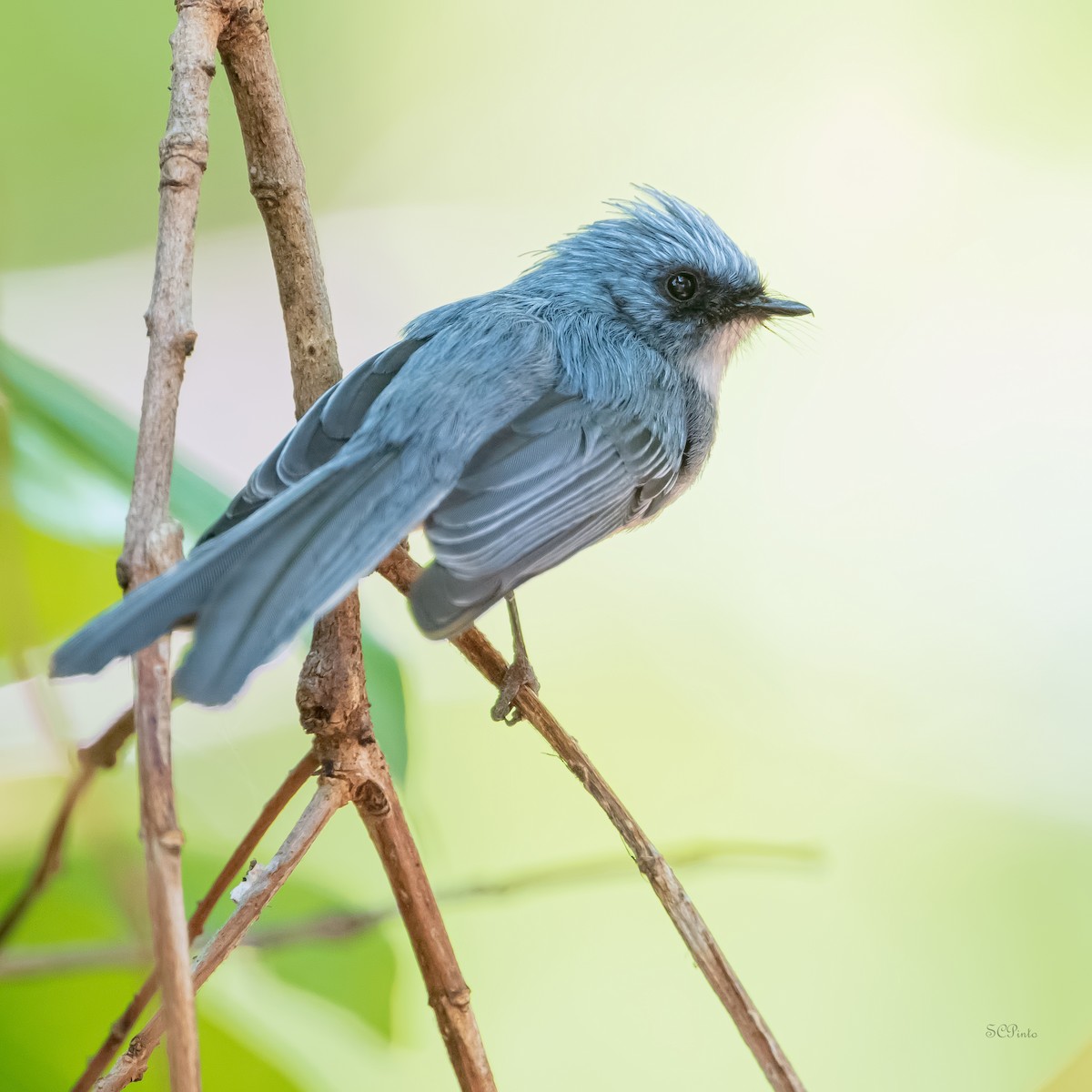 White-tailed Blue Flycatcher - ML624167275