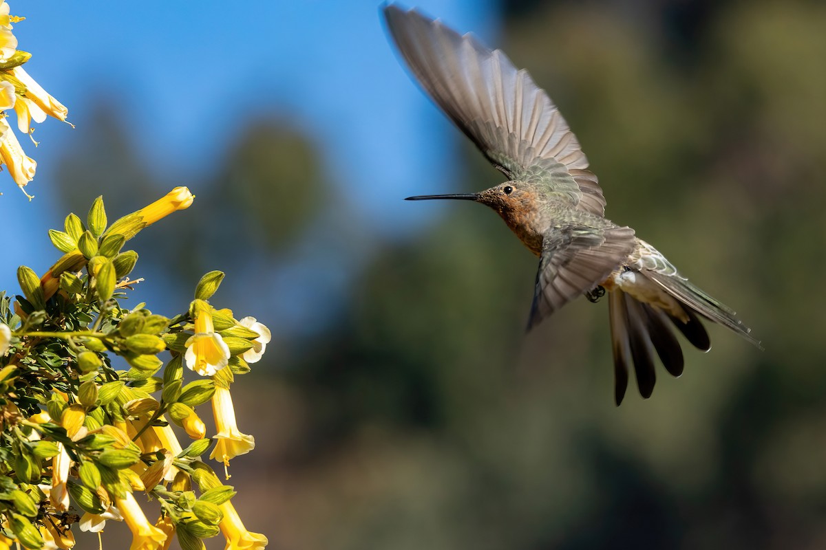 Giant Hummingbird - ML624167283