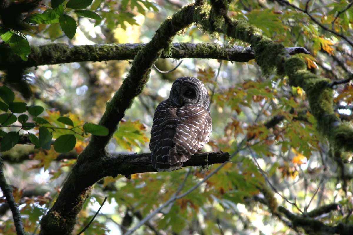 Barred Owl - ML624167285