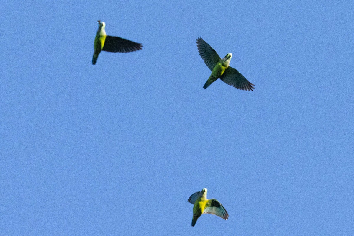 Black-winged Parrot - ML624167305