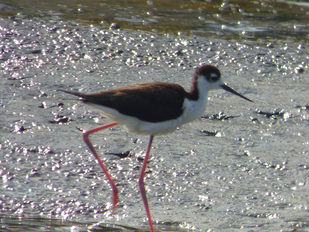 Black-necked Stilt - ML624167306