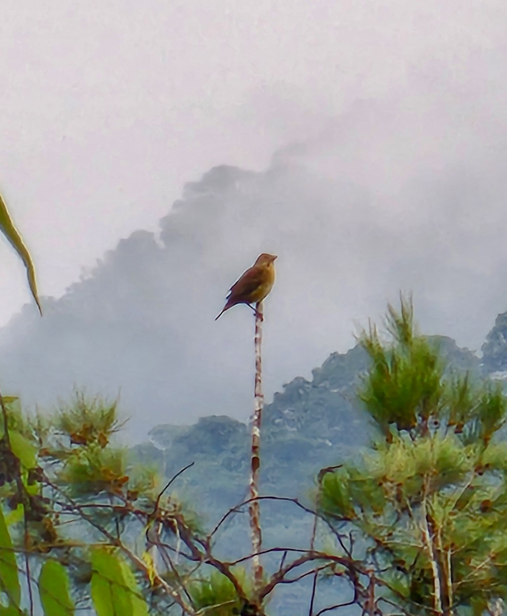 Dickcissel - ML624167334