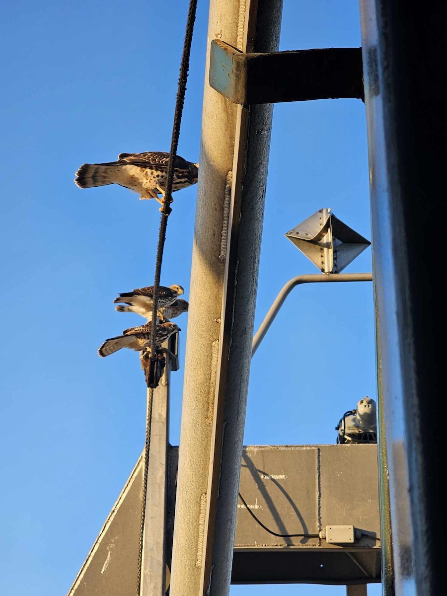 Broad-winged Hawk - ML624167339